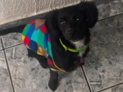 Cachorro raça SRD-ViraLata idade 1 ano nome Pepsi