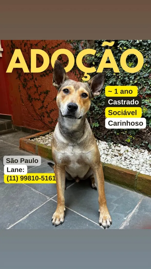Cachorro raça SRD-ViraLata idade 1 ano nome Melo