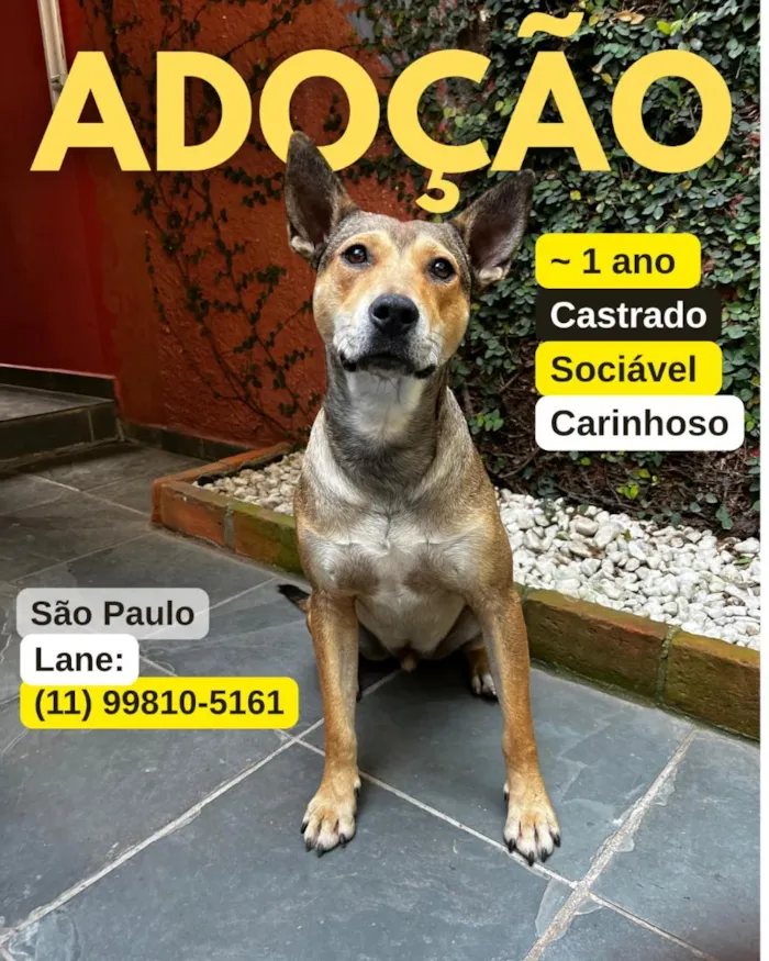 Cachorro raça SRD-ViraLata idade 1 ano nome Melo