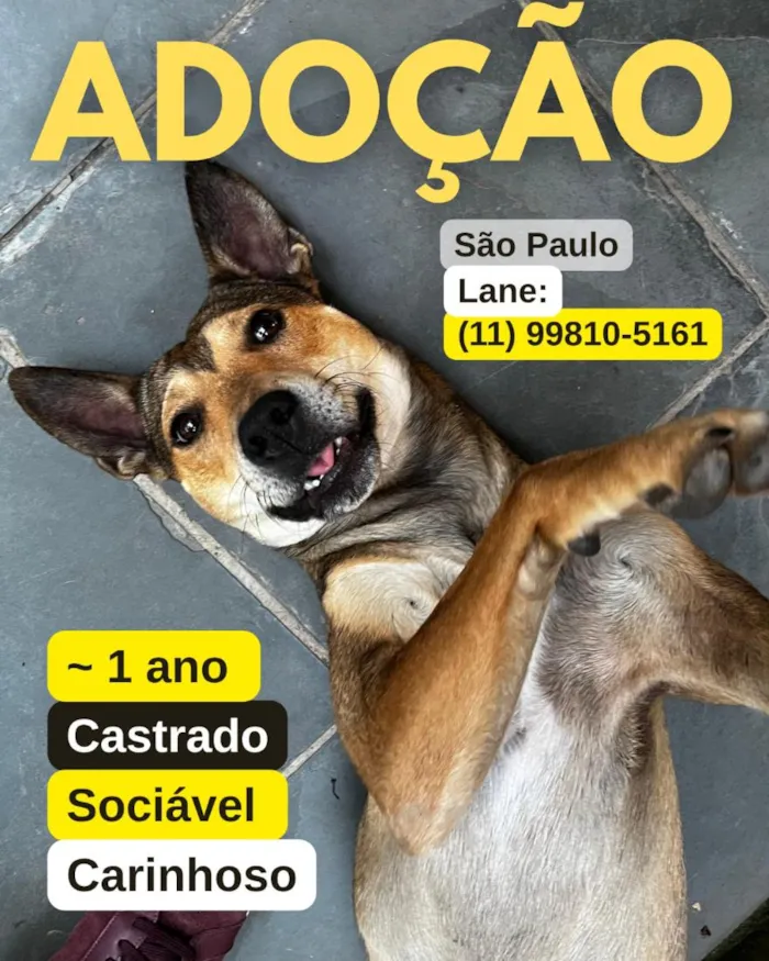 Cachorro raça SRD-ViraLata idade 1 ano nome Melo