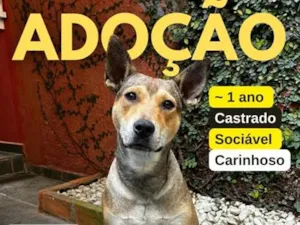 Cachorro raça SRD-ViraLata idade 1 ano nome Melo
