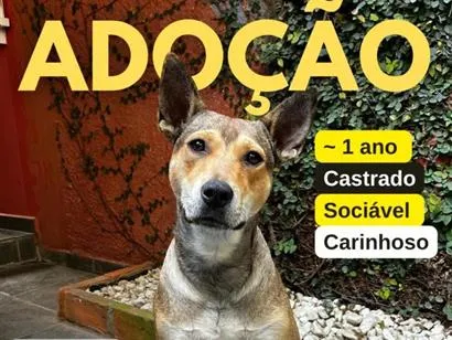 Cachorro raça SRD-ViraLata idade 1 ano nome Melo