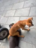 Caramelo