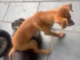 Caramelo
