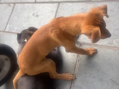 Cachorro raça SRD-ViraLata idade 2 a 6 meses nome Caramelo
