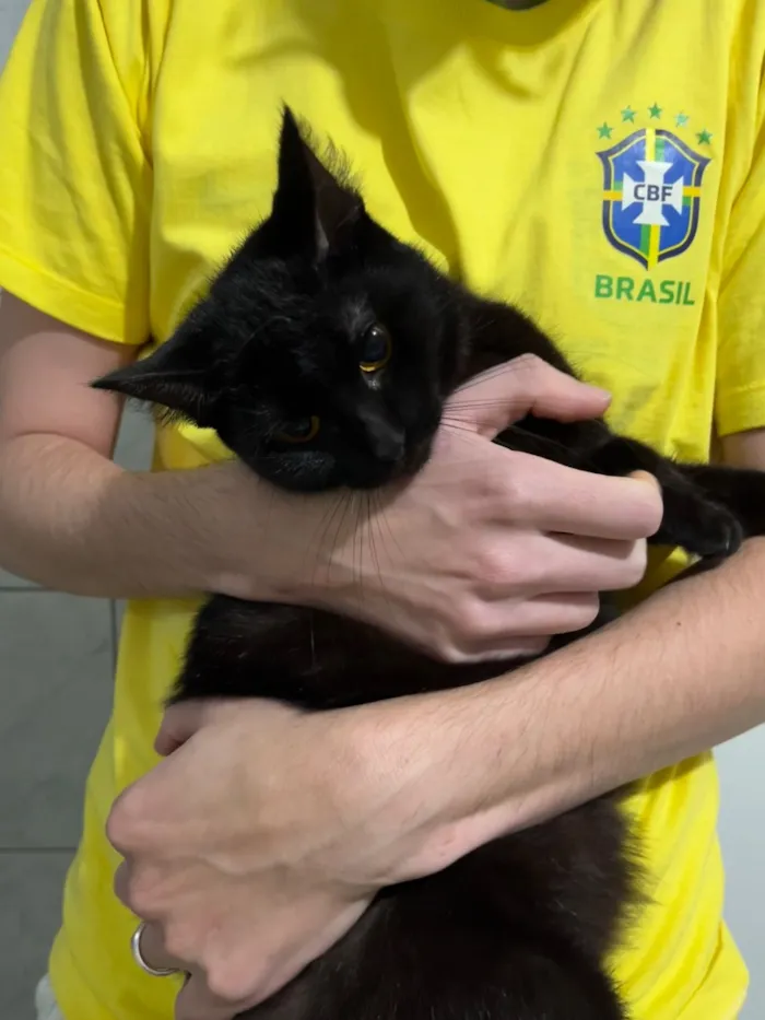 Gato raça SRD-ViraLata idade  nome Salem 