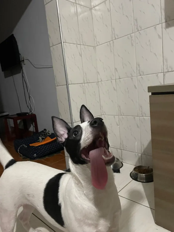Cachorro raça SRD-ViraLata idade 1 ano nome Aurora