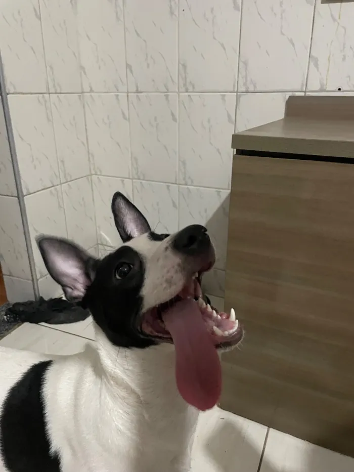 Cachorro raça SRD-ViraLata idade 1 ano nome Aurora