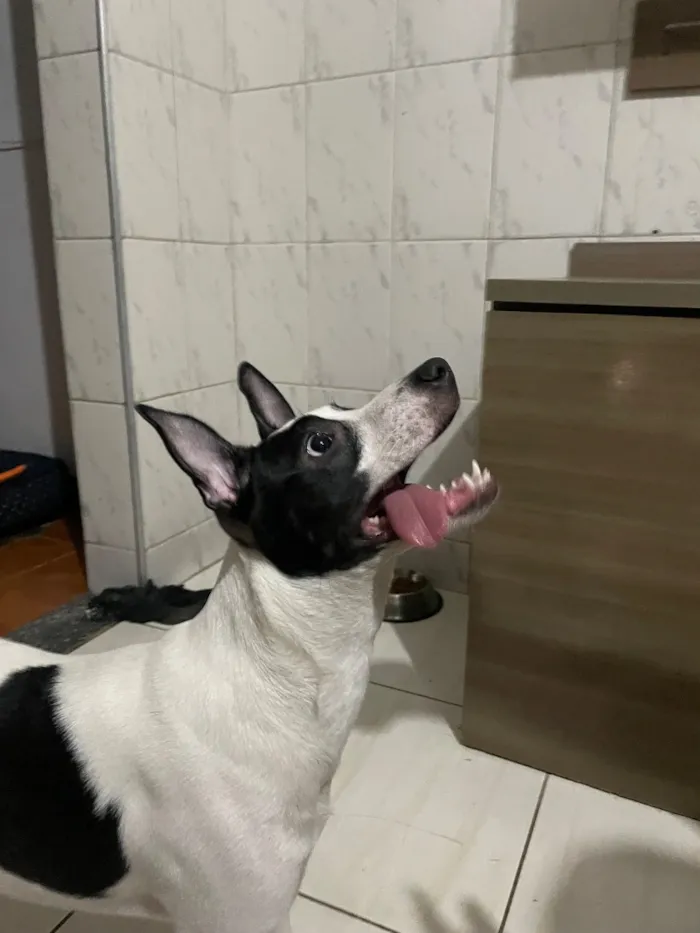 Cachorro raça SRD-ViraLata idade 1 ano nome Aurora