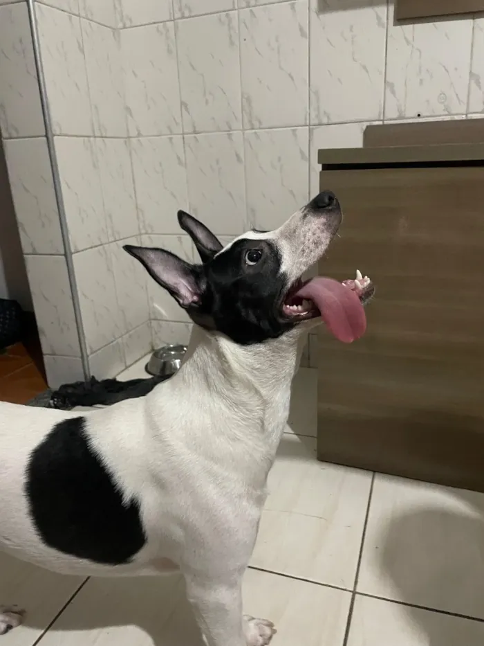 Cachorro raça SRD-ViraLata idade 1 ano nome Aurora