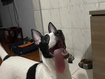 Cachorro raça SRD-ViraLata idade 1 ano nome Aurora