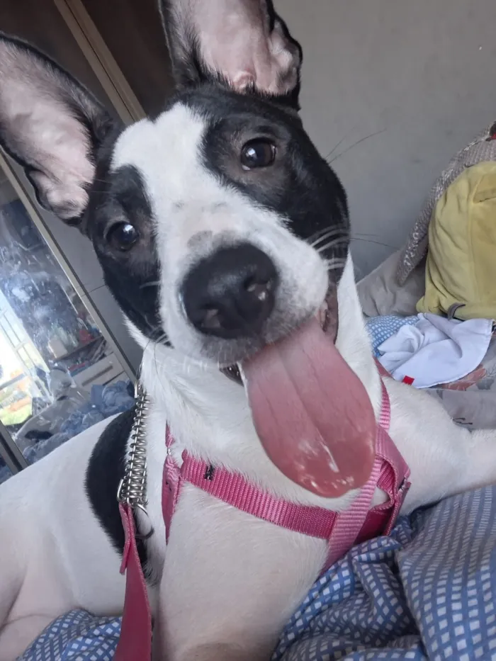 Cachorro raça SRD-ViraLata idade 1 ano nome Aurora