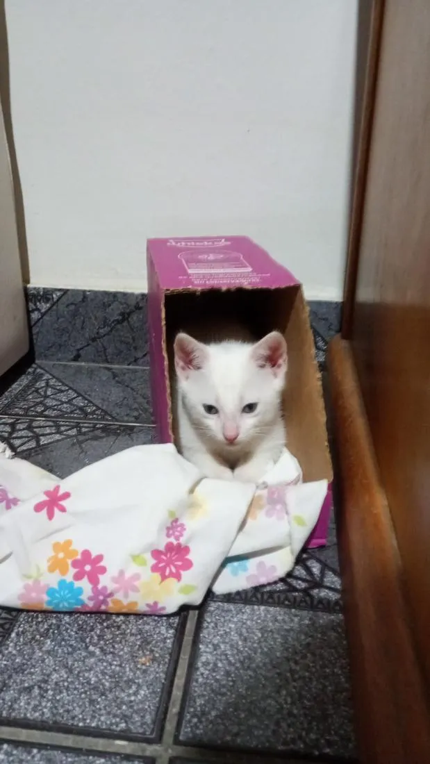 Gato raça SRD-ViraLata idade Abaixo de 2 meses nome sem nome 