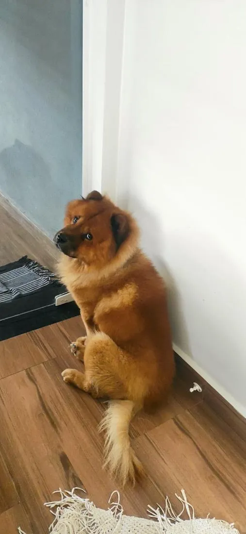Cachorro raça SRD-ViraLata idade 6 ou mais anos nome Ted