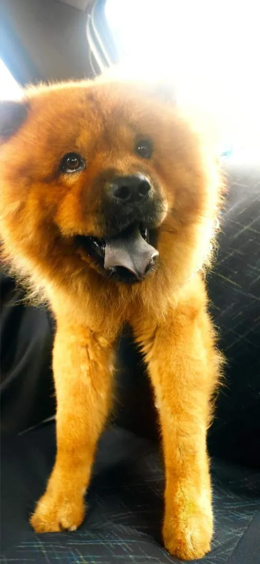 Cachorro raça SRD-ViraLata idade 6 ou mais anos nome Ted