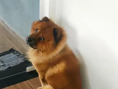 Cachorro raça SRD-ViraLata idade 6 ou mais anos nome Ted