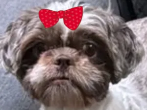 Cachorro raça Shitzu idade 7 a 11 meses nome Bebel 
