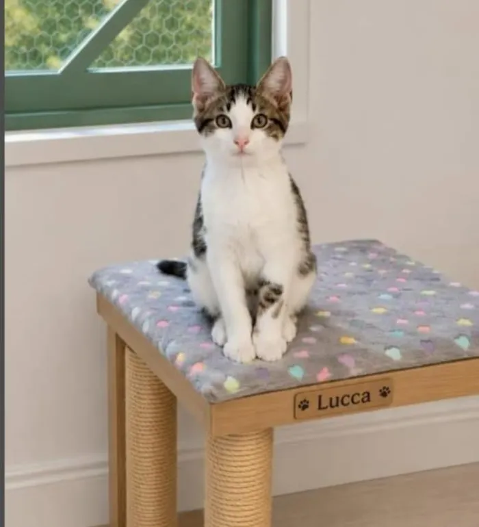 Gato raça SRD-ViraLata idade 2 a 6 meses nome Lucca