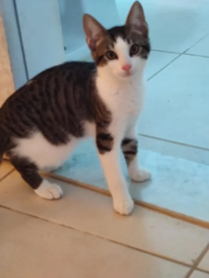 Gato raça SRD-ViraLata idade 2 a 6 meses nome Lucca