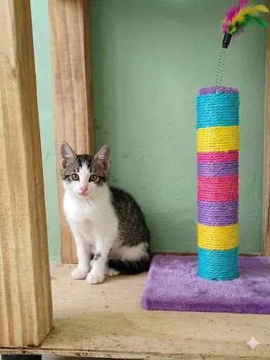 Gato raça SRD-ViraLata idade 2 a 6 meses nome Lucca