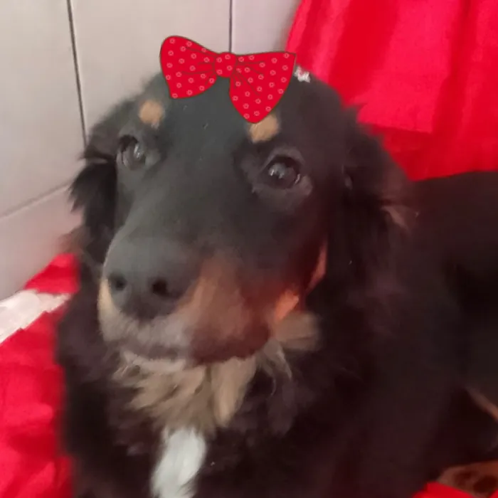 Cachorro raça SRD-ViraLata idade 1 ano nome Cacau 