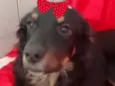 Cacau 