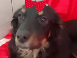 Cachorro raça SRD-ViraLata idade 1 ano nome Cacau 
