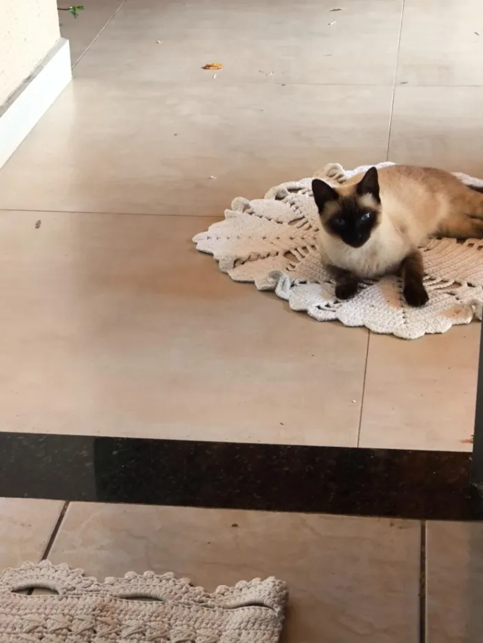 Gato raça Siamês idade 1 ano nome Celina