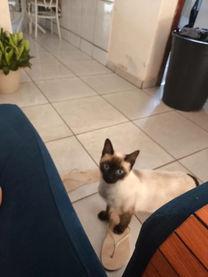 Gato raça Siamês idade 1 ano nome Celina