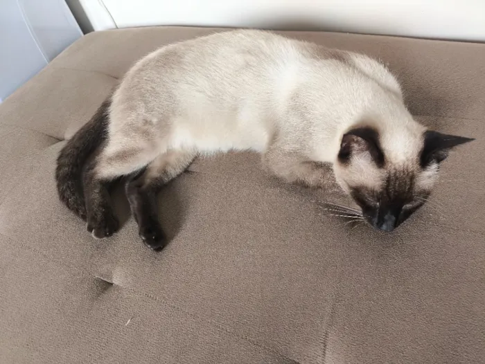 Gato raça Siamês idade 1 ano nome Celina