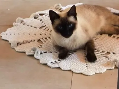 Gato raça Siamês idade 1 ano nome Celina