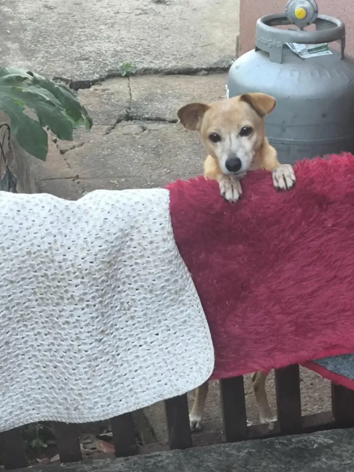 Cachorro raça SRD-ViraLata idade 6 ou mais anos nome Lolin