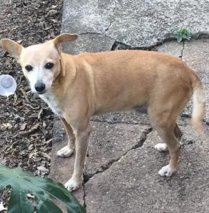 Cachorro raça SRD-ViraLata idade 6 ou mais anos nome Lolin