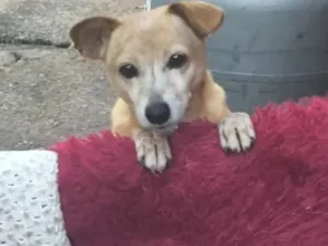 Cachorro raça SRD-ViraLata idade 6 ou mais anos nome Lolin