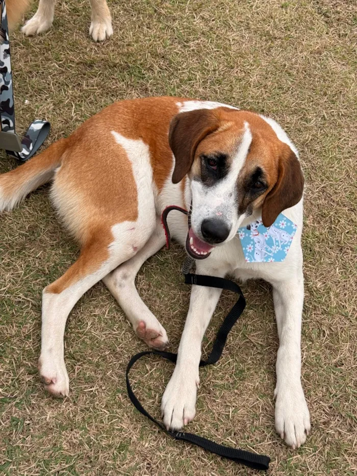 Cachorro raça SRD-ViraLata idade 2 anos nome Evie