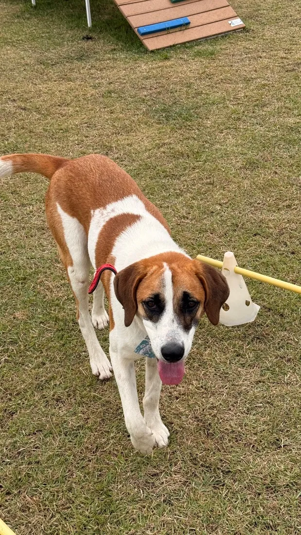 Cachorro raça SRD-ViraLata idade 2 anos nome Evie