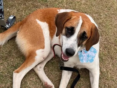 Cachorro raça SRD-ViraLata idade 2 anos nome Evie