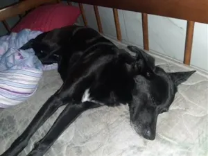Cachorro raça SRD-ViraLata idade 2 anos nome Ohana