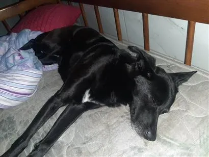 Cachorro raça SRD-ViraLata idade 2 anos nome Ohana