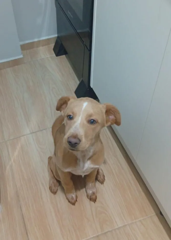 Cachorro raça SRD-ViraLata idade 2 a 6 meses nome moah