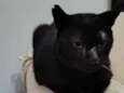 Feiju