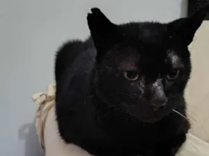 Gato raça SRD-ViraLata idade 4 anos nome Feiju