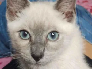 Gato raça Siamês idade 2 a 6 meses nome pulguinha