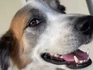 Cachorro raça SRD-ViraLata idade 6 ou mais anos nome Zeus