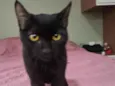 Pérola Negra