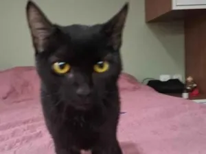 Gato raça SRD-ViraLata idade Abaixo de 2 meses nome Pérola Negra