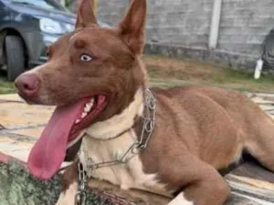 Cachorro raça SRD-ViraLata idade 1 ano nome Luna