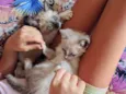 Casal de Gatos