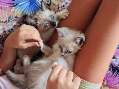 Gato raça SRD-ViraLata idade 2 a 6 meses nome Casal de Gatos