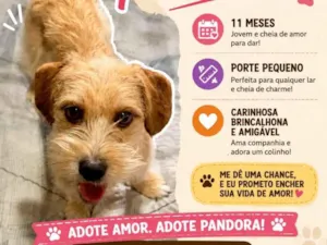 Cachorro raça SRD-ViraLata idade 7 a 11 meses nome Pandora